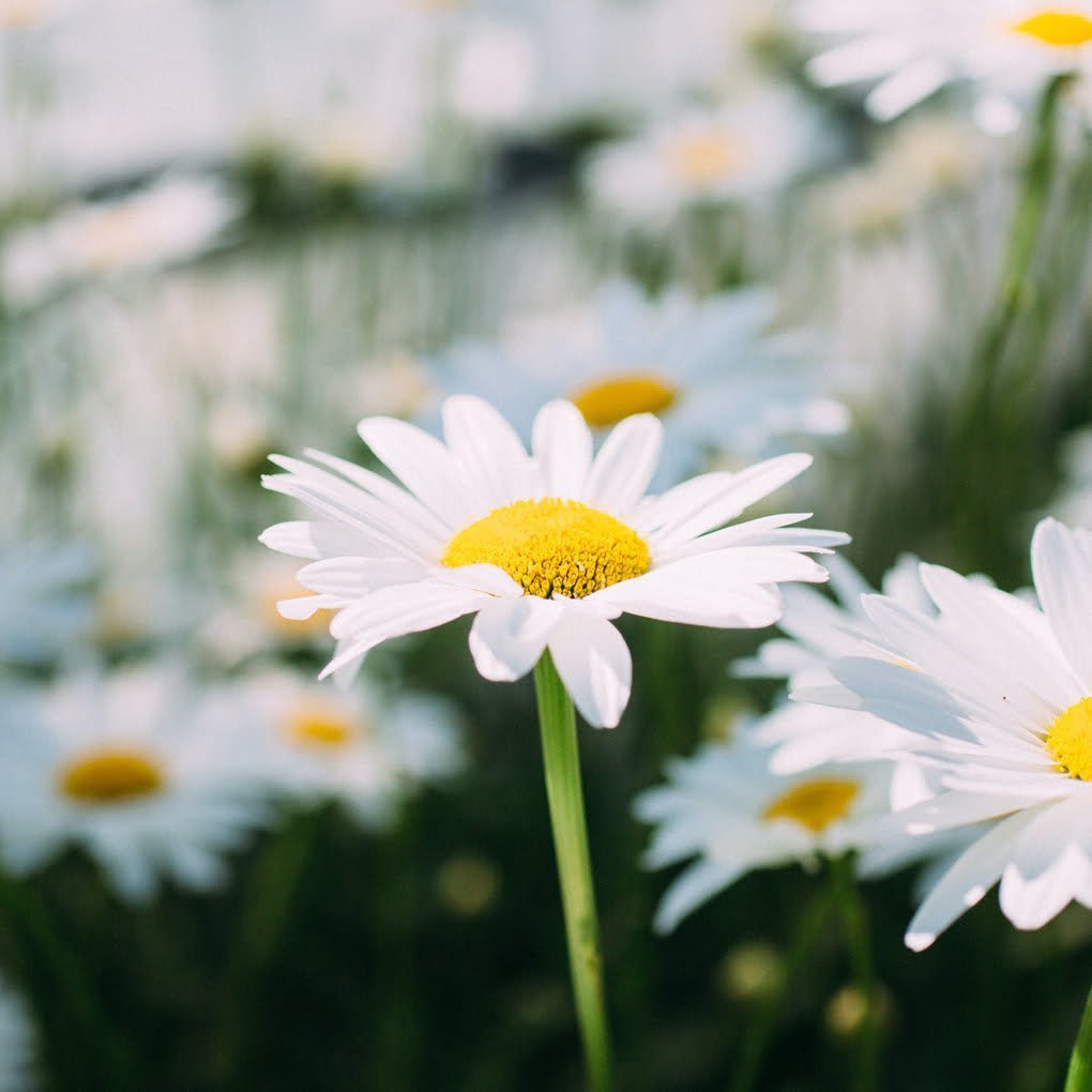 Chamomile