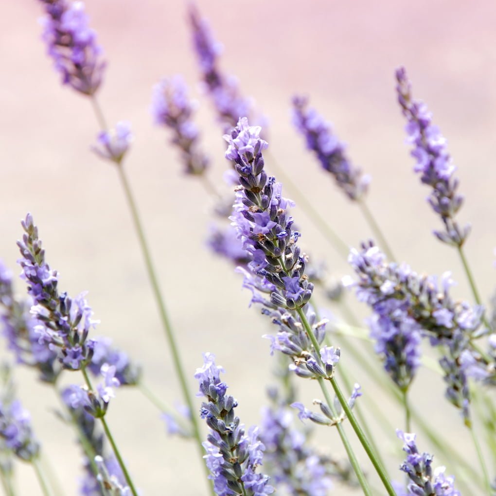 Lavender