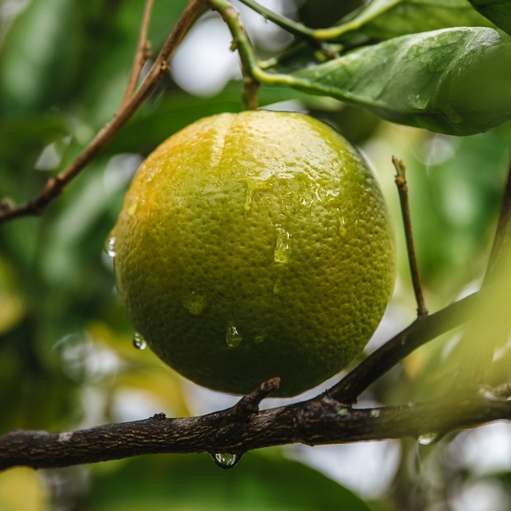 Lime