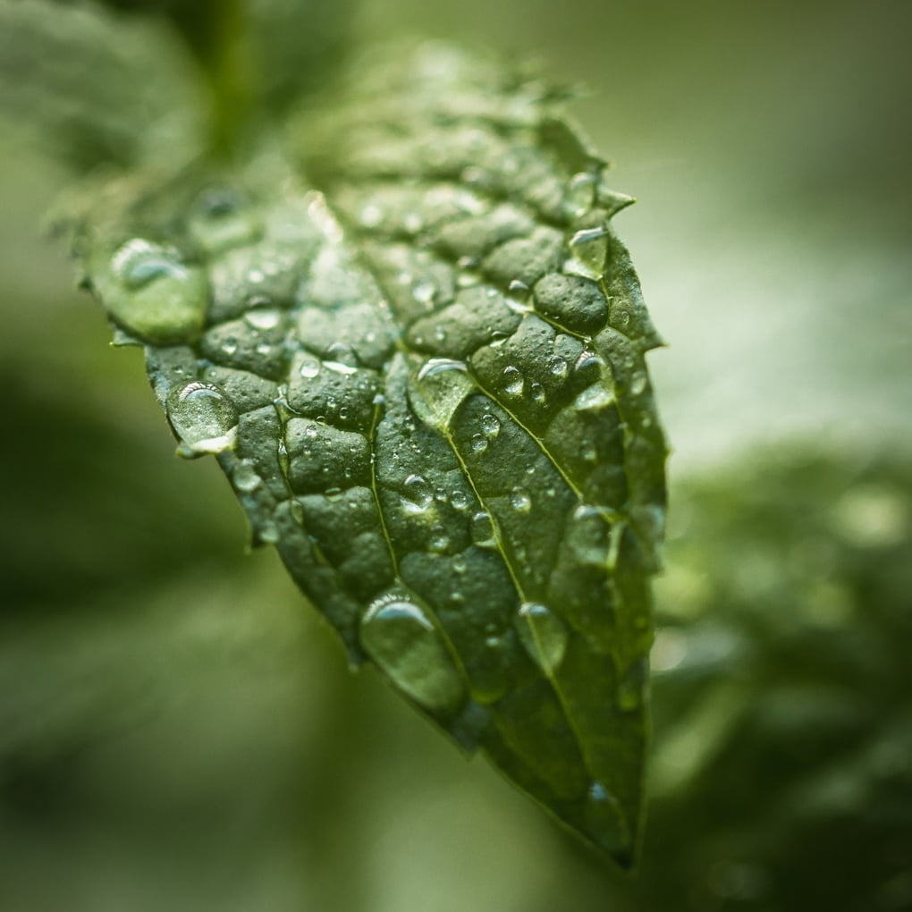 Peppermint